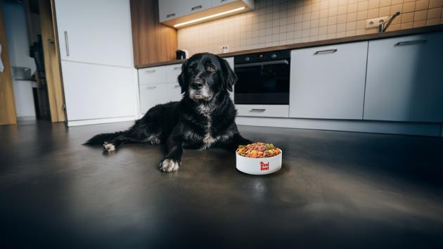 Alimentazione del cane anziano tra riduzione calorica, apporto di Omega-3 e consistenze a supporto di masticazione e digestione
