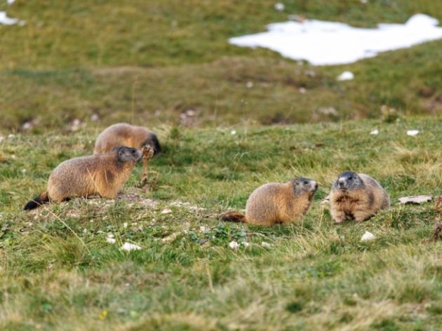 Livigno, per le prossime Olimpiadi invernali 'sfrattate' cento marmotte perch&eacute; dannose all'agricoltura e agli impianti