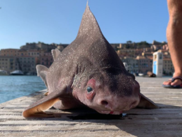 Pesce porco