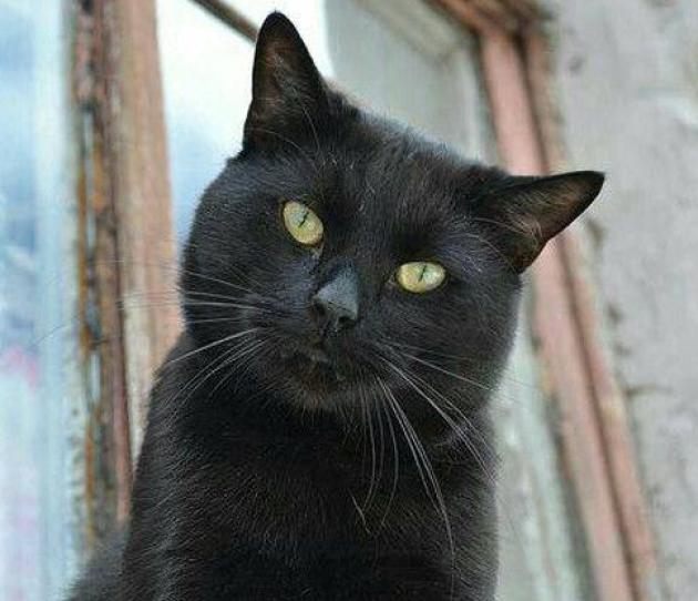 gatto nero 