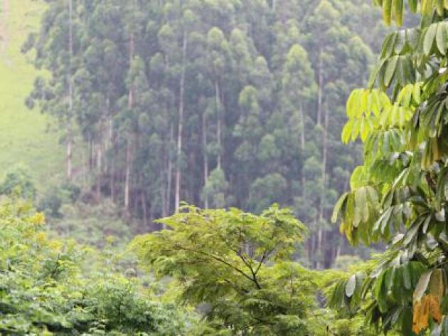 Ue, stop alle importazioni di prodotti derivanti dalla deforestazione
