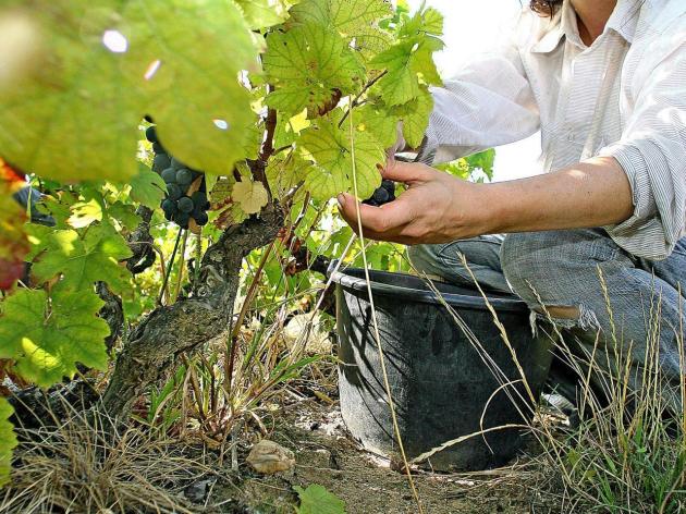 Abaco apre una sede a Roma e assume nuovi esperti digitali: innovazione continua per sviluppo dell'agricoltura