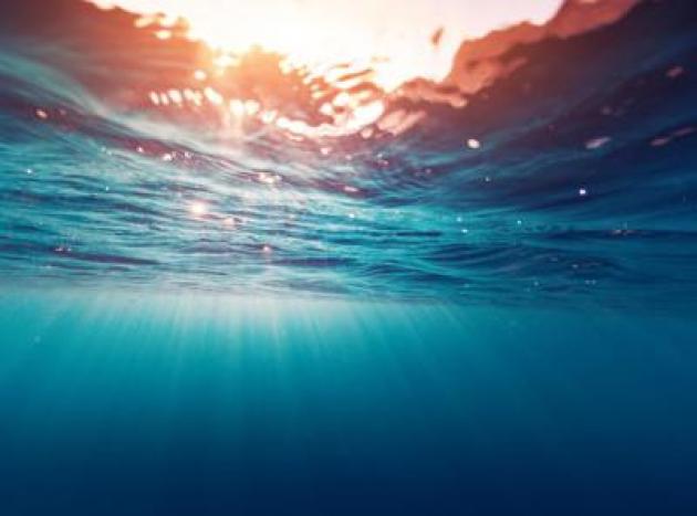 Posidonia oceanica, studio sui 30mila mq di trapianti