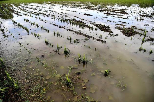 Cia: "Da maltempo danni fino al 30% produzioni agricole, spingere su prevenzione"