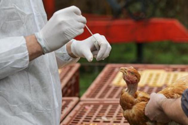 Influenza Aviaria, sos dai ricercatori Usa: "Rischio pandemia 100 volte peggiore del Covid, morto il 52% degli animali infettati"