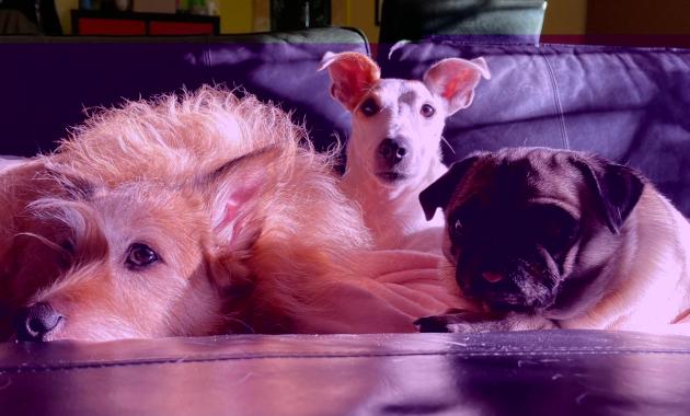 Eurispes: "Italiani contrari a vivisezione, caccia, pellicce e uso degli animali nei circhi"