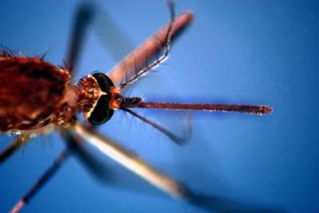 West Nile, seconda vittima nel Lazio: era ricoverato allo Spallanzani