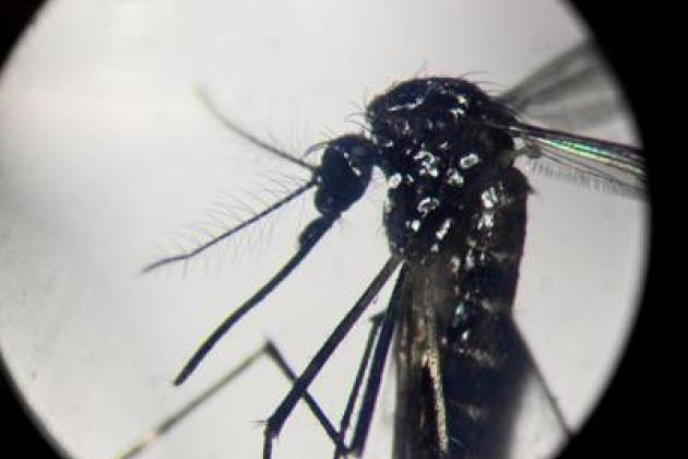 Dengue: 111 casi in Italia da inizio anno, 4 autoctoni