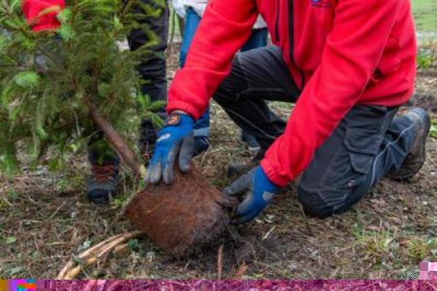 Atlante delle Foreste, oltre 3 milioni di nuovi alberi nel 2024