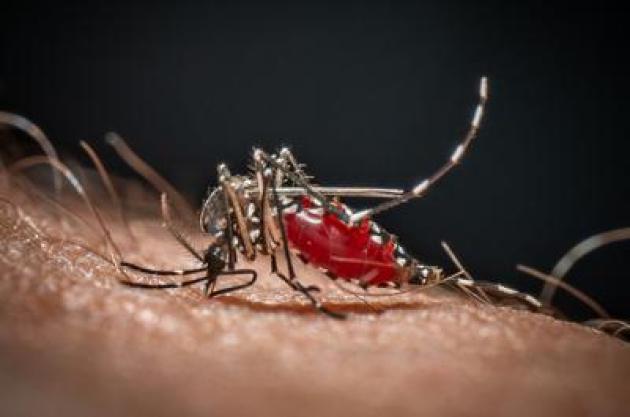 Medici ambiente, 'zanzare e rischi connessi possibili fino a Natale'