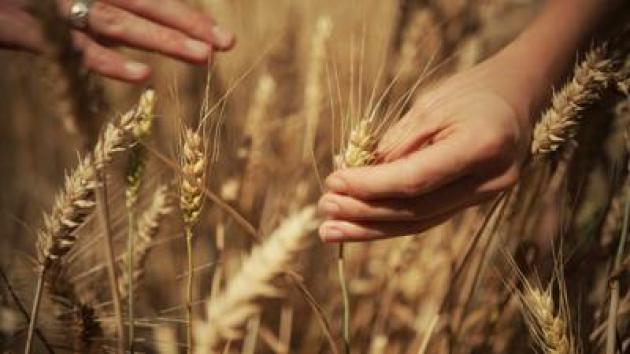 Mondelez, Mangiarotti: "Con Harmony supportiamo introduzione di tecniche di agricoltura rigenerativa"