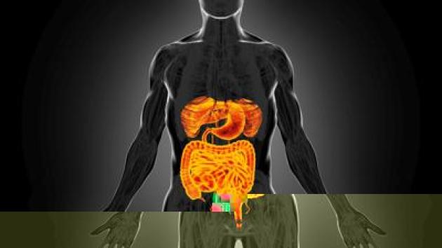 Intestino sempre giovane, è possibile: come fermare invecchiamento e prevenire tumori