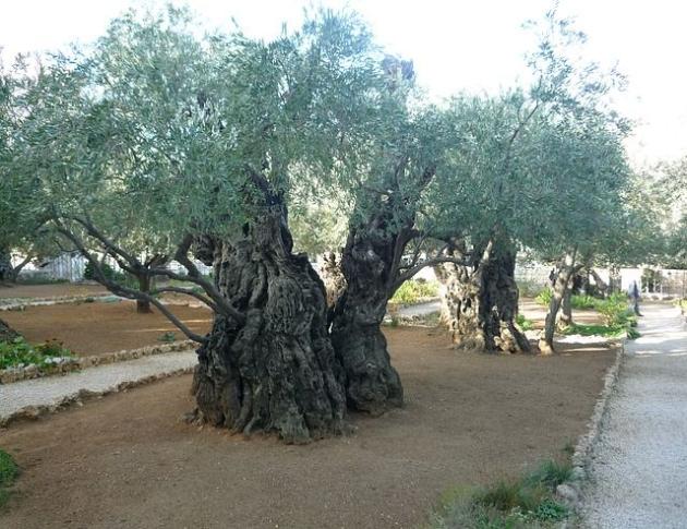 Xylella, Salvini: 'Per incompetenza Regione sta arrivando a Bari'