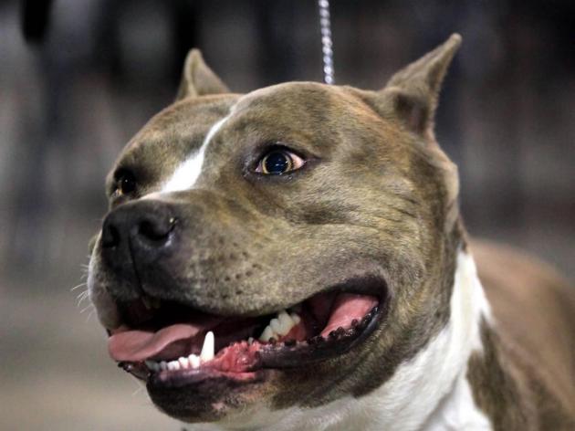 Imperia, mamma apre la porta e pitbull azzanna il figlio di 2 anni al volto: ricoverato in gravi condizioni