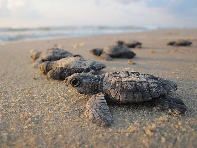 Salento: tartaruga marina depone uova tra ombrelloni
