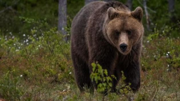 Orsi in Trentino, piano per trasferimento di massa e spray per la sicurezza. Tosi (FI): "Serviva la tragedia per capirlo?"