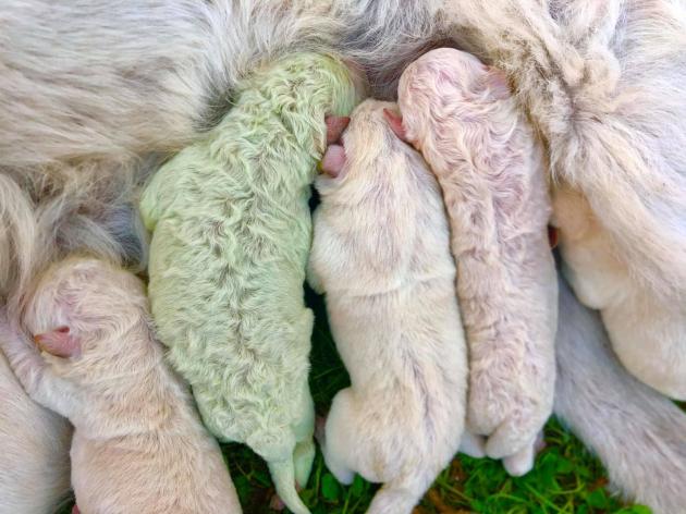 Cucciolo di Labrador nato VERDE: si chiama Pistacchio. Ecco perchè ha quel colore