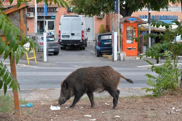 Cinghiali a Roma, uccisi mamma e sei cuccioli. Oipa: 'Ignorate soluzioni alternative'