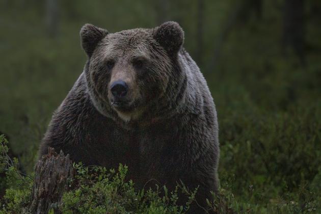 Trentino, l'appello del fungaiolo che ha incontrato l'orso: “Non mi ha aggredito, voleva solo difendersi non uccidetelo”