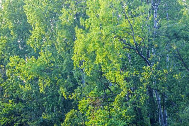 Snam e Cdp, Arbolia: al via primo bosco urbano a Parma e accordo con il Comune di Treviso