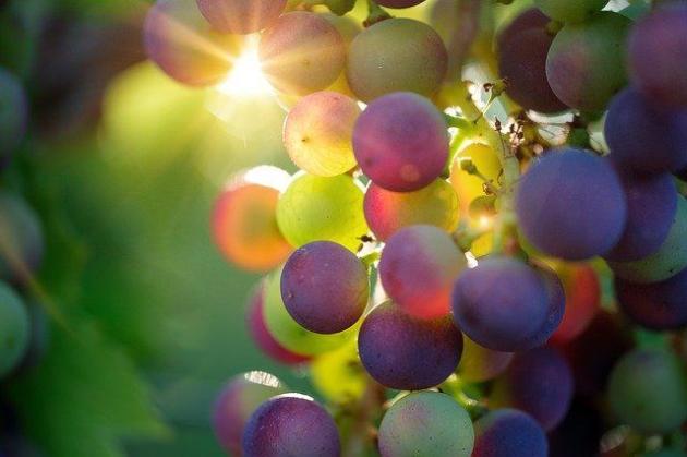 UniCredit e Banfi: insieme per sostenere la filiera produttiva vitivinicola