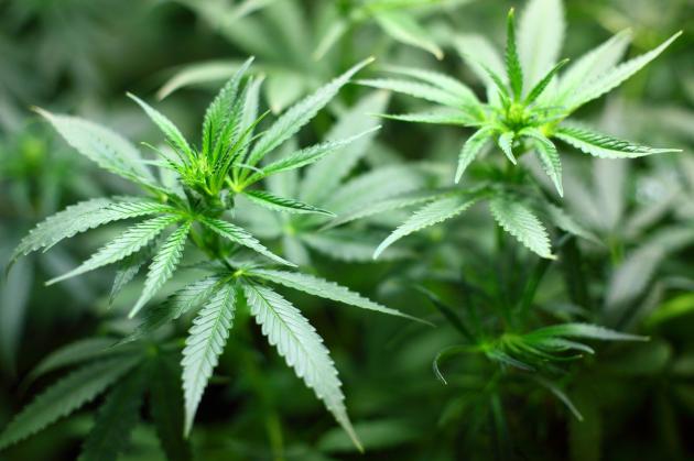 Cannabis, l'Onu la riconosce come sostanza terapeutica