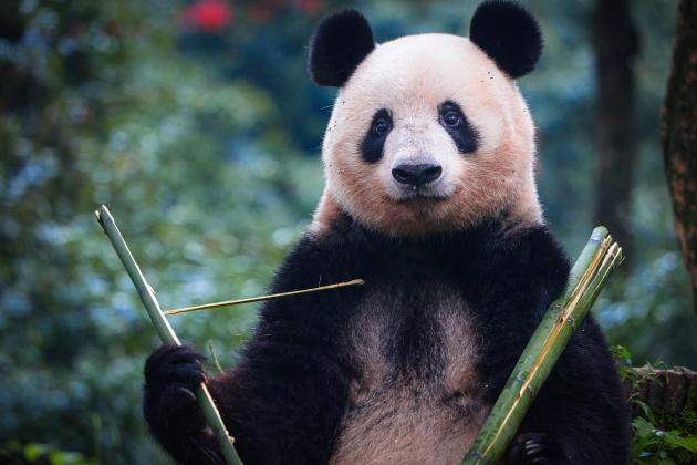 Cina: ritorna panda Xiang Xiang nata in Giappone e incontra pubblico