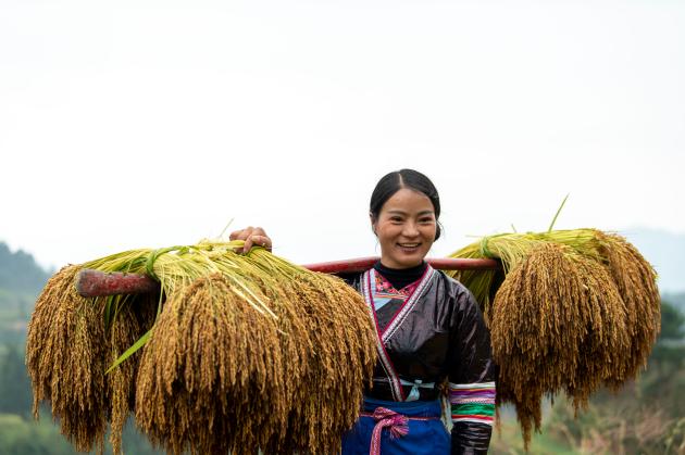 Cina: Guizhou, raccolta di riso glutinoso a Congjiang (3)