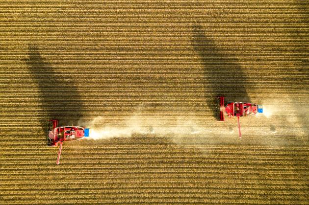 Cina: raccolto autunnale di cereali nello Heilongjiang (1)