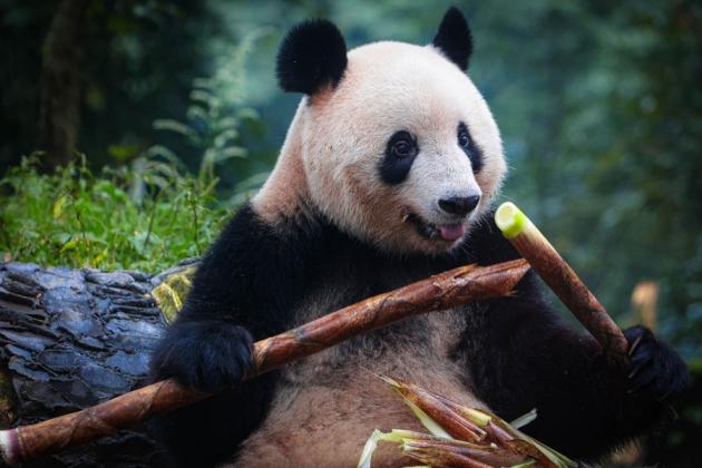 Cina: apre centro nazionale di conservazione, ricerca su panda giganti
