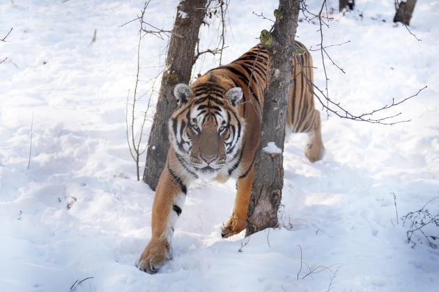 Cina: tigri siberiane nella neve nell'Heilongjiang (2)