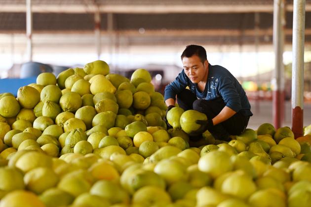 Cina: Guangxi, raccolta dei pomeli (2)