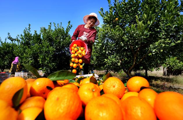 Cina: contadini portano avanti raccolto (1) 