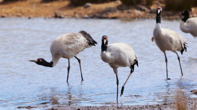 Cina: riserva naturale registra record storico di rare gru in svernamento