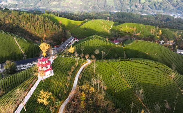Cina: Hubei, panorama di piantagioni del tè a Hefeng (1)