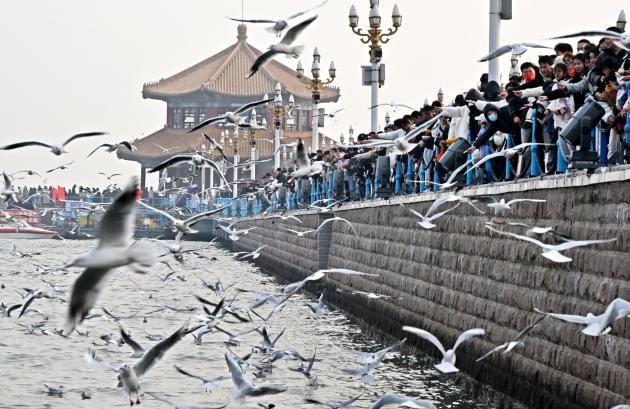 Cina: gabbiani in volo a Qingdao (2)