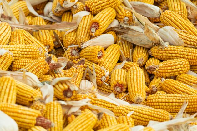 Cina: registra produzione cerealicola record in 2023 (1)