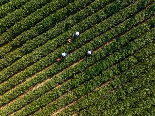 Cina: presenta prima mappa pan-genomica di pianta del tè