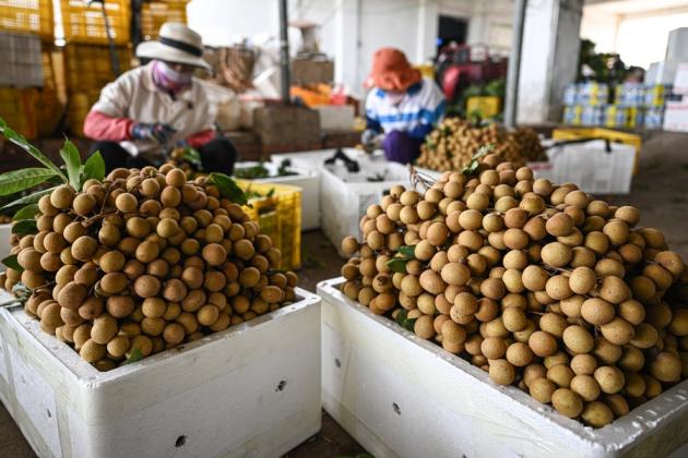 Cina: Hainan esporta frutta tropicale per oltre 36 mln yuan