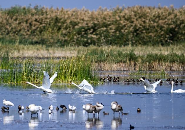 Cina: presenta lista di habitat chiave per fauna selvatica terrestre