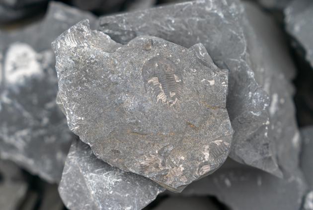 Cina: scoperta di fossili nello Yunnan (2)
