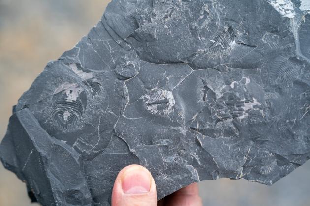 Cina: scoperta di fossili nello Yunnan (1)