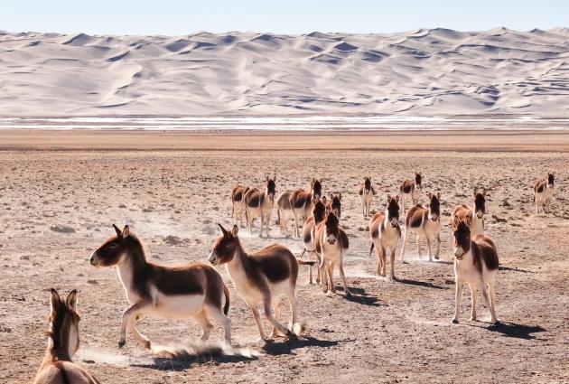 Cina: panorama della Riserva naturale nazionale dei monti Altun (2)