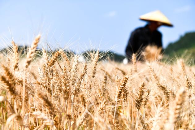 Cina: acquistati oltre 400 mln tonnellate di cereali nel 2023