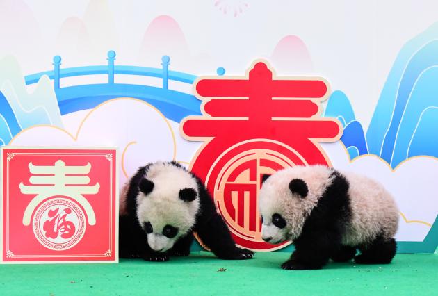 Cina: Sichuan, cuccioli di panda gigante a Chengdu (2)