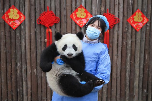 Cina: Sichuan, cuccioli di panda gigante a Chengdu (1)