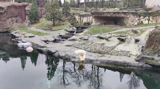 Belgio: fondatore Pairi Daiza Park, panda gigante ottima porta accesso a Cina
Parco faunistico belga continuerà la collaborazione col Paese per proteggere la preziosa specie