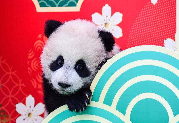 Cina: base di Pechino ospiterà 50 panda giganti nel 2025