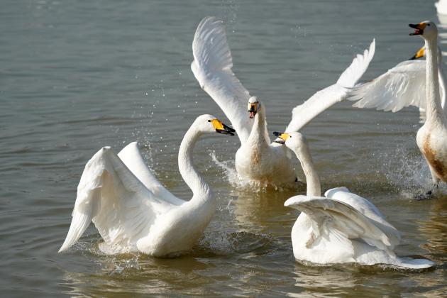 Cina: Shanghai ospita 22 habitat faunistici per tutela biodiversità, educazione