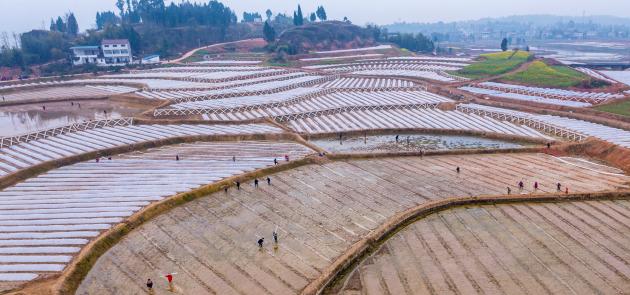 Cina: contadini svolgono attività agricole primaverili (2)